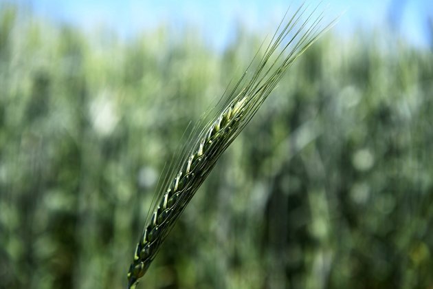 В четверг пшеница подешевела на фоне продления зерновой сделки, кукуруза выросла в цене